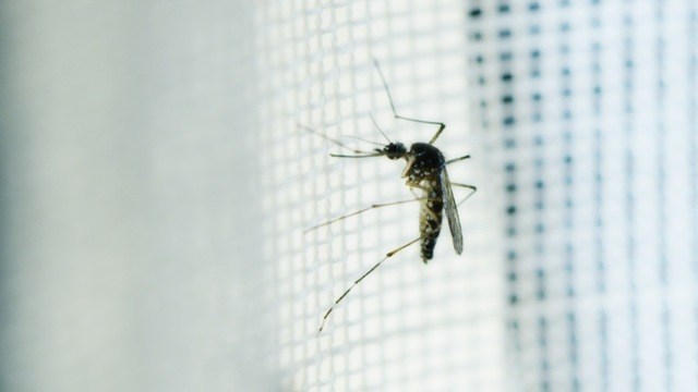 Die Asiatische Tiegermücke