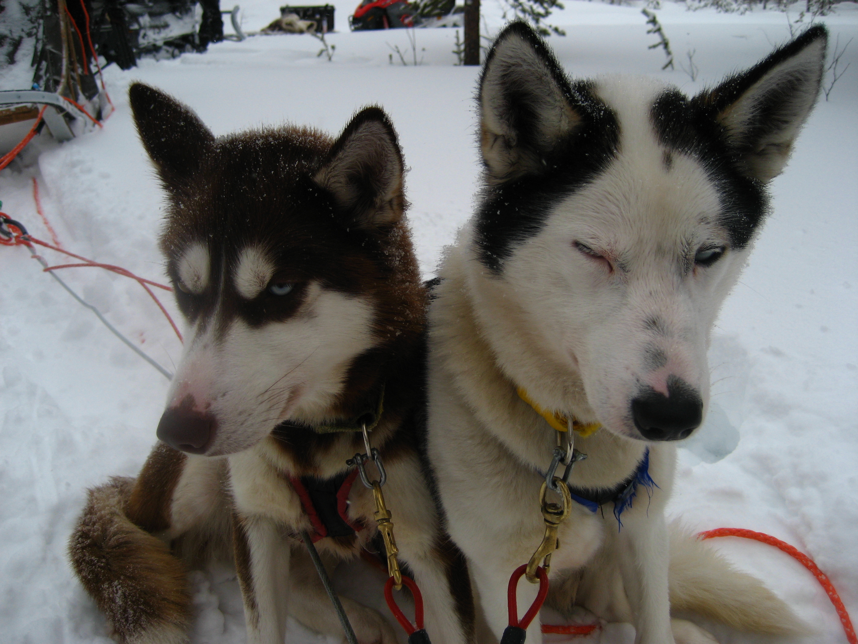 Dreh-Huskies-Finland103